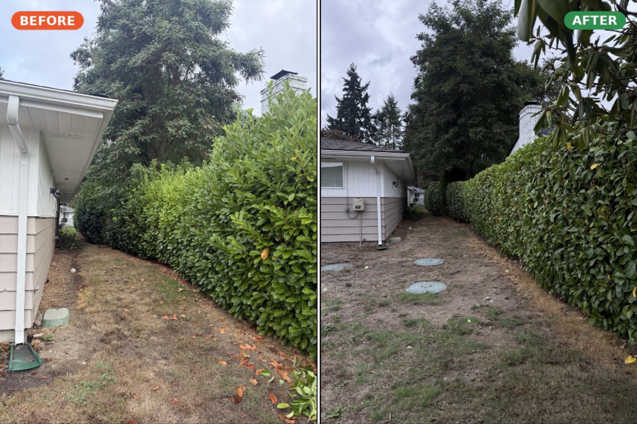 Yard Cleanup